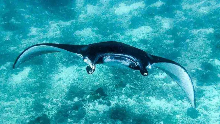 Manta Point Labuan Bajo