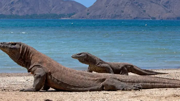 Pulau Komodo Labuan Bajo